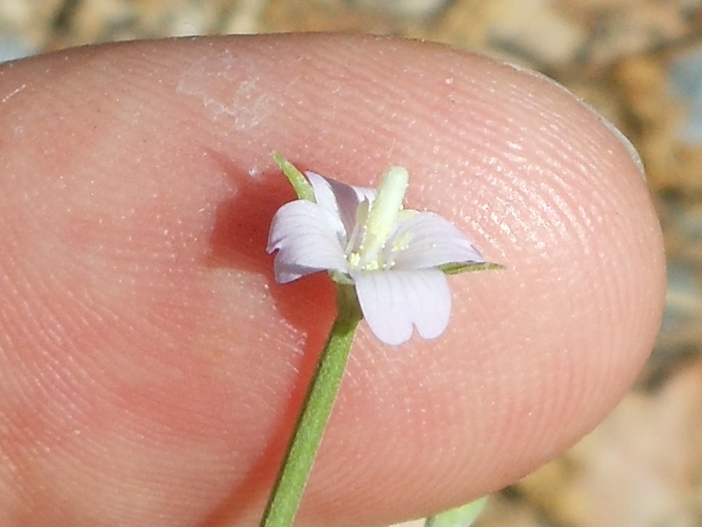 Epilobium tetragonum subsp. lamyi /Garofanino quadrellato